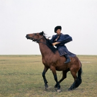 Picture of Hungarian Horse about to sit down, CsikÃ³ demonstrating his traditional trick and training on Hortobagyi Puszta