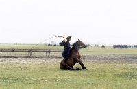 Picture of Hungarian horse doing traditional trick on the Puszta in Hungary