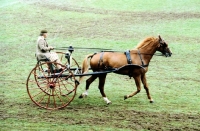 Picture of hungarian horse in driving class at zug 