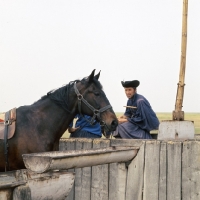 Picture of Hungarian Horse with csikÃ³ at well, water crane, and trough on Hortobagyi Puszta