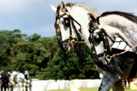 Picture of hungarian horses at driving championships