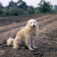 Picture of hungarian kuvasz,  farm dog on track at farm in hungary