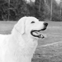 Picture of hungarian kuvasz, portrait