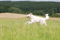 Picture of Hungarian Kuvasz running in field