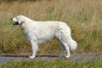 Picture of Hungarian Kuvasz side view