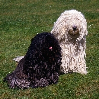 Picture of hungarian puli and komondor on grass