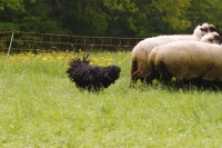 Picture of hungarian puli herding