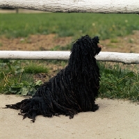 Picture of hungarian puli looking up