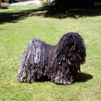 Picture of hungarian puli on grass
