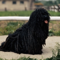 Picture of hungarian puli sitting