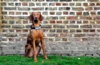 Picture of Hungarian Vizla dog sitting in front of brick wall in park