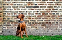 Picture of Hungarian Vizla dog sitting in front of brick wall in park