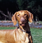 Picture of hungarian vizsla  bitch, wolfox's kinford rica, portrait 