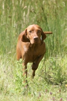 Picture of Hungarian Vizsla concentrating