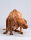 Picture of Hungarian Vizsla crouching in studio