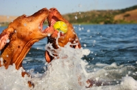 Picture of Hungarian Vizsla dogs competing over ball