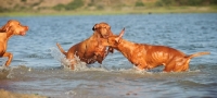 Picture of Hungarian Vizsla dogs playing in water