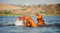 Picture of Hungarian Vizsla dogs playing in water