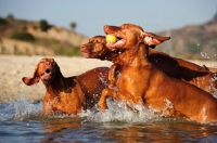 Picture of Hungarian Vizsla dogs running out of water