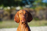 Picture of Hungarian Vizsla front view, head study