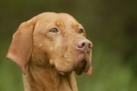 Picture of Hungarian Vizsla head study