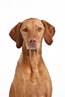 Picture of Hungarian Vizsla head study