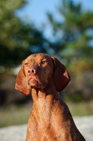 Picture of Hungarian Vizsla head study