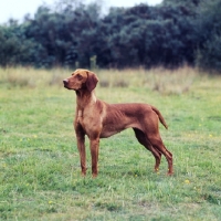 Picture of hungarian vizsla in a field