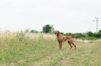 Picture of Hungarian Vizsla in distance