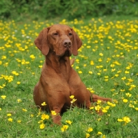 Picture of Hungarian Vizsla in field of flowers