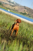 Picture of Hungarian Vizsla in field
