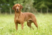 Picture of Hungarian Vizsla in field