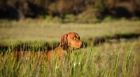 Picture of Hungarian Vizsla in high grass