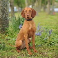 Picture of Hungarian Vizsla in spring