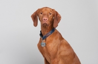 Picture of Hungarian Vizsla in studio.