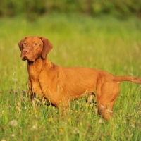 Picture of Hungarian vizsla in summer meadow