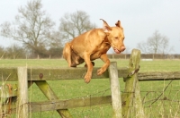 Picture of Hungarian Vizsla jumping fence