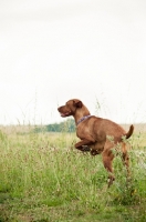 Picture of Hungarian Vizsla jumping in field