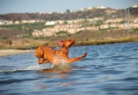 Picture of Hungarian Vizsla jumping into water