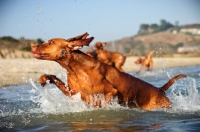 Picture of Hungarian Vizsla jumping out of water