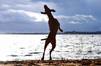 Picture of Hungarian Vizsla jumping up