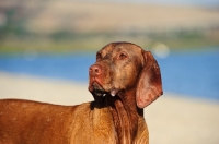 Picture of Hungarian Vizsla looking away