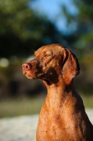 Picture of Hungarian Vizsla looking away