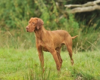 Picture of hungarian vizsla marking a falling dummy on a working test