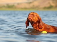 Picture of Hungarian Vizsla near ball in water