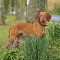 Picture of Hungarian Vizsla near bluebells