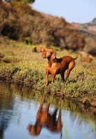 Picture of Hungarian Vizsla near water