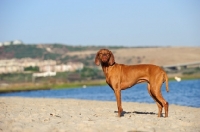 Picture of Hungarian Vizsla on beach