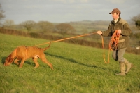 Picture of Hungarian Vizsla on long lead