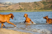 Picture of Hungarian Vizsla playing in water